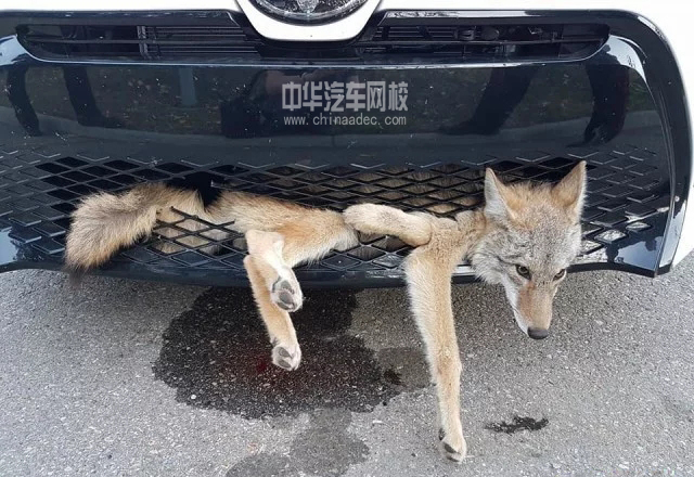 美女與野獸，女司機(jī)與狼同車60里渾然不知@chinaadec.com